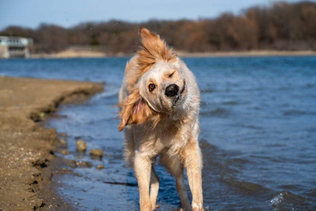 himbo golden retriever